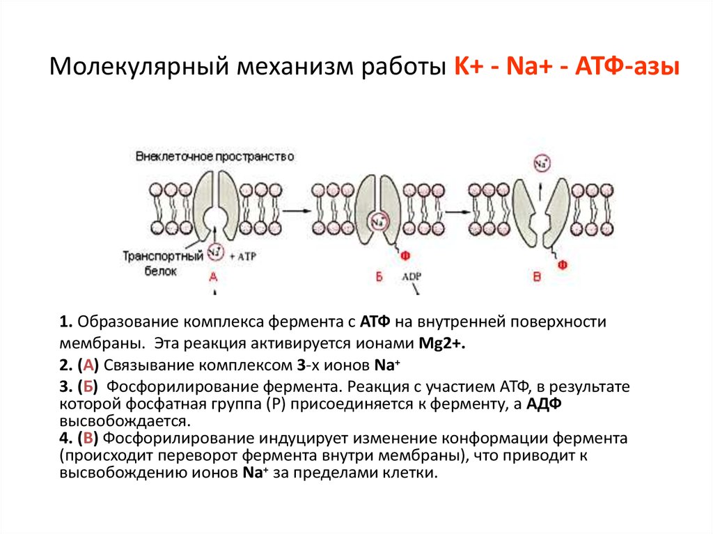 Атф na. Механизм образования АТФ. АТФ синтетаза Синтез АТФ. Протонной АТФ-синтазой.