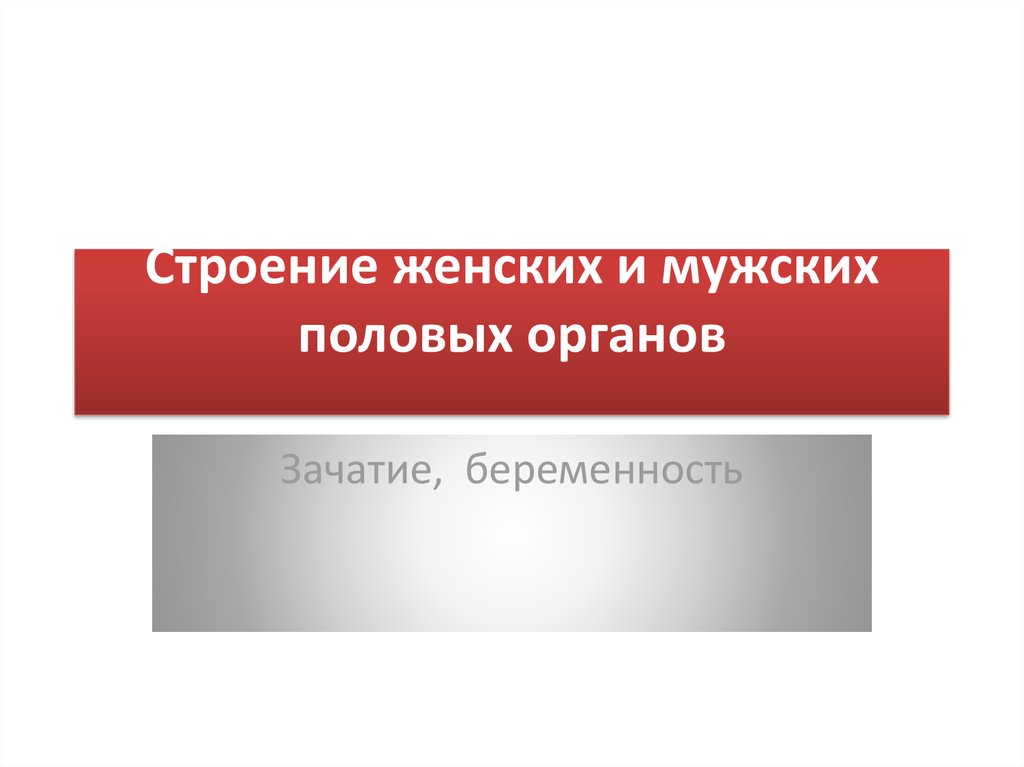 Строение женских половых