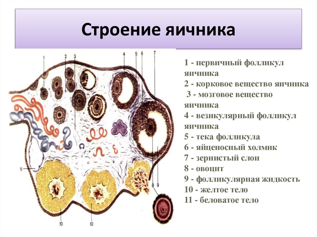 Строение яичника анатомия. Внутреннее строение яичника анатомия. Яичники расположение строение функции. Внутреннее строение яичника схема. Назовите основные части яичника.