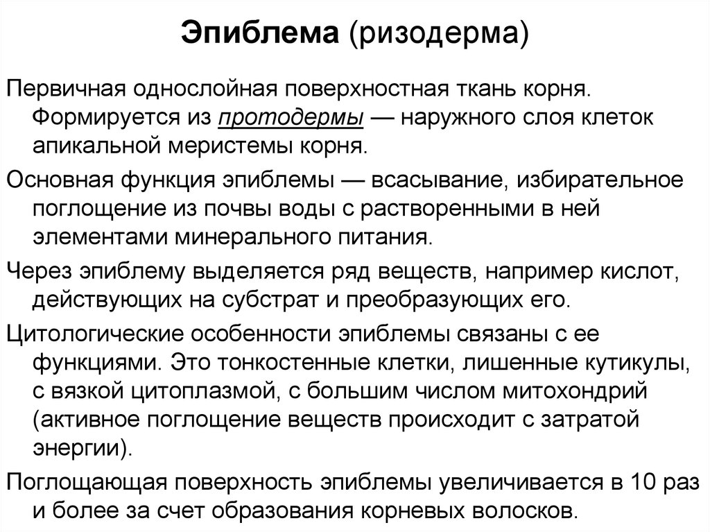 Эпиблема корня. Функции эпиблемы корня. Эпиблема ризодерма. Ризодерма функции. Эпиблема: строение, расположение, функции..