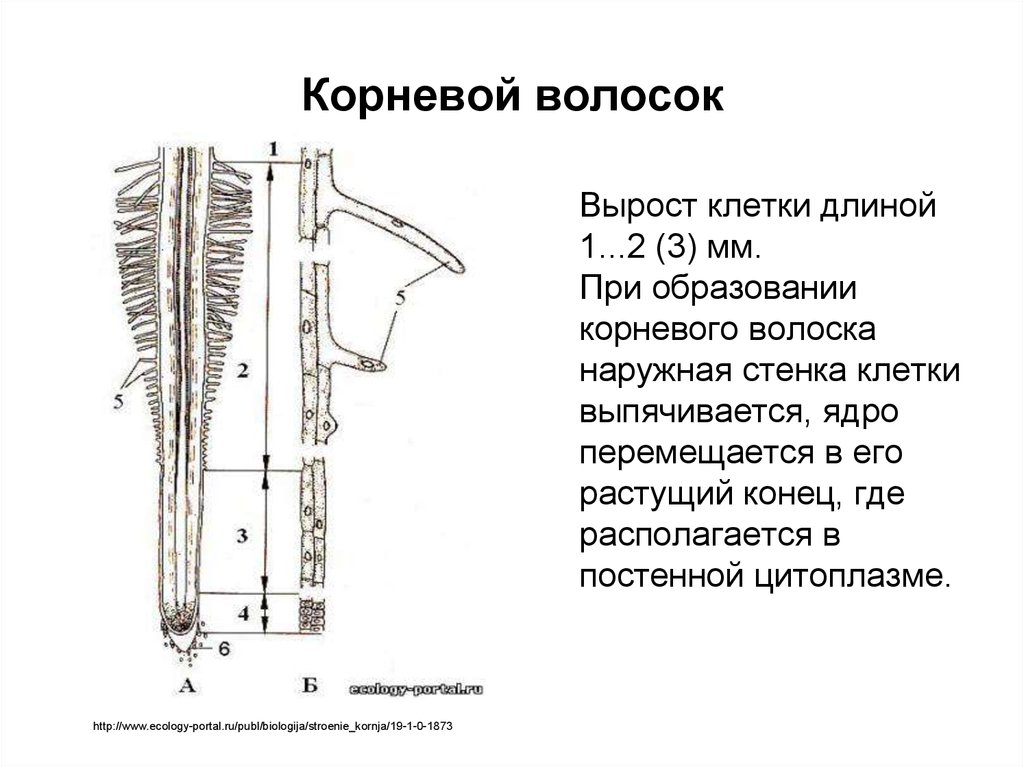 Строение корневого волоска. Корневые волоски – длинные выросты наружных клеток корня.. Клетка корневого волоска. Строение корневых волосков.