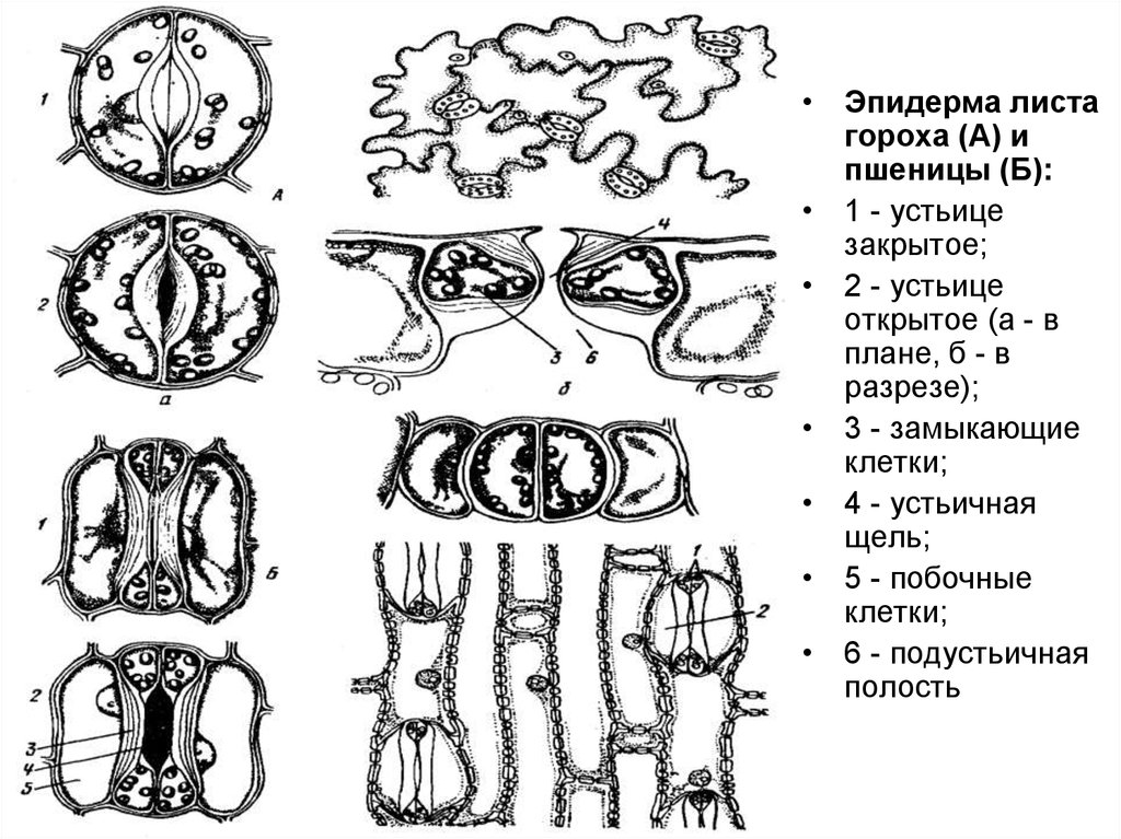 Эпидерма. Эпидерма листа. Эпидерма листа гороха. Эпидерма листа гороха посевного. Эпидерма листа пшеницы обозначения.