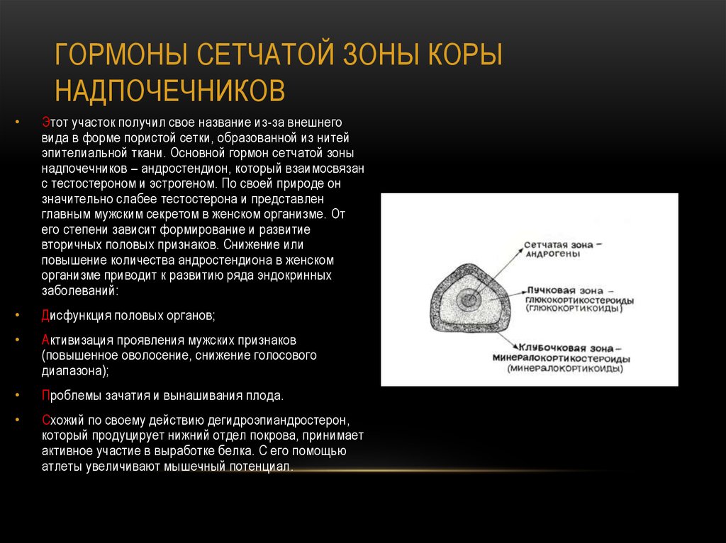 Гормоны сетчатой зоны коры надпочечников