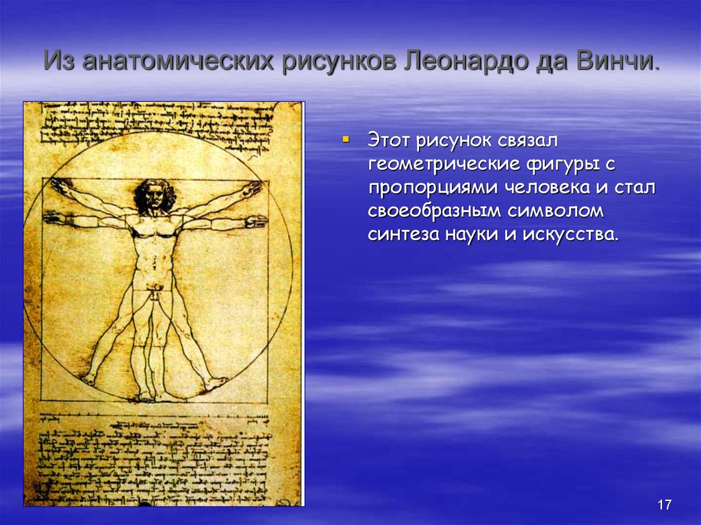 Из анатомических рисунков Леонардо да Винчи.