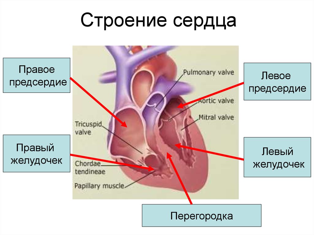 В левое предсердие открываются. Строение перегородки сердца. Строение сердечных перегородок. Строение желудочков сердца анатомия. Строение камер и перегородок сердца.