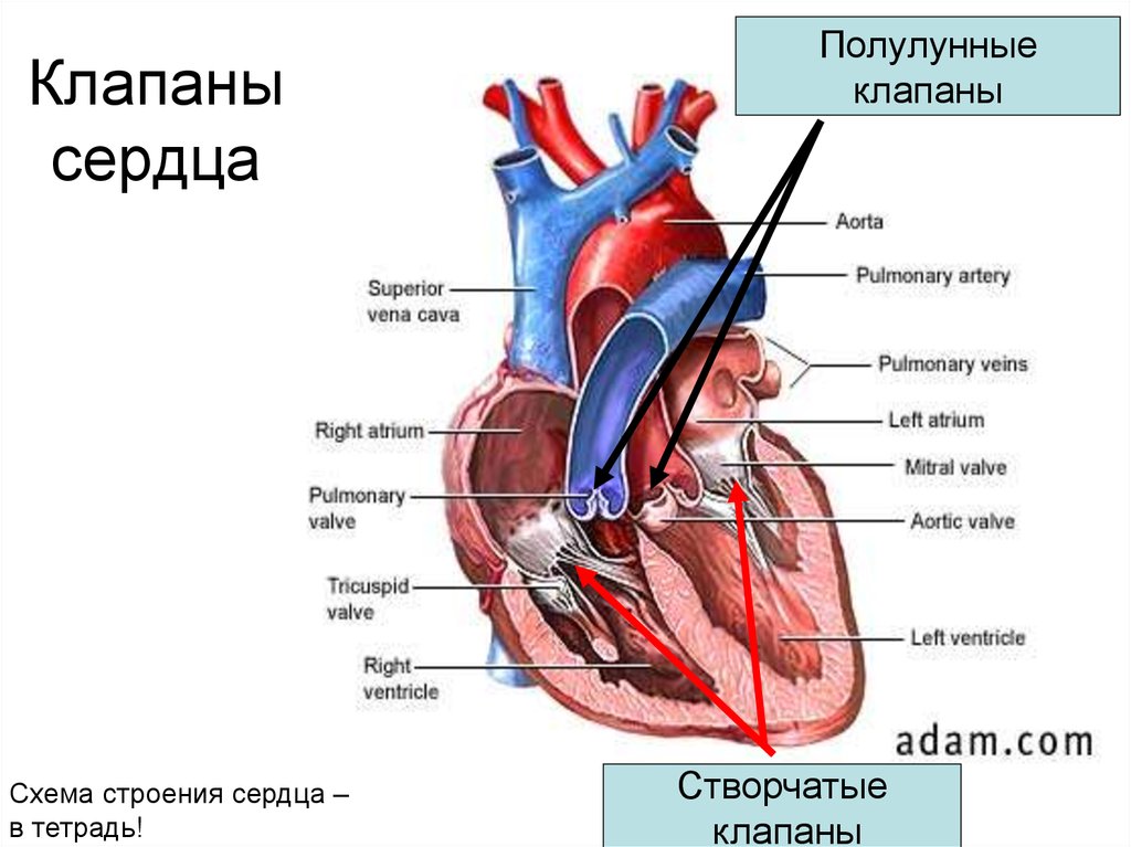 Какую функцию выполняют створчатые клапаны. Строение сердца человека схема створчатый клапан полулунный клапан. Клапаны сердца схема полулунный. Полулунный клапан анатомия сердца-. Строение сердца с клапанами схема.