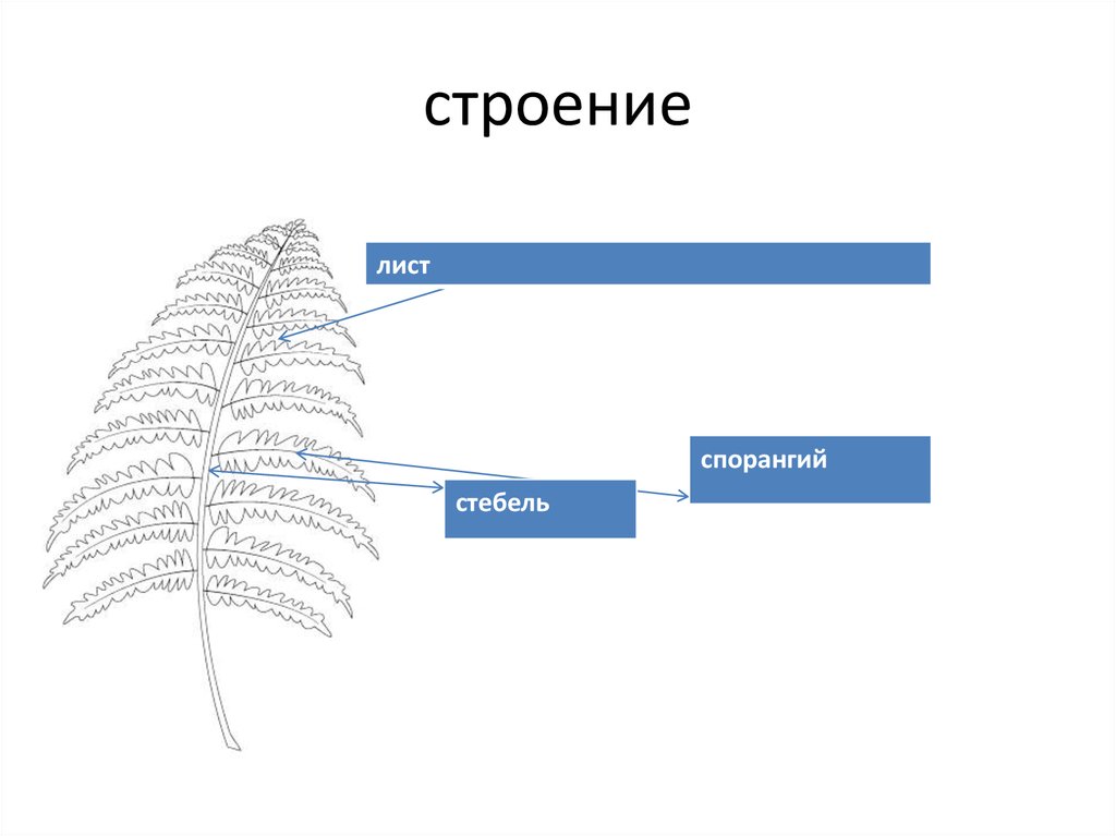 Диаграмма цветка папоротниковых растений