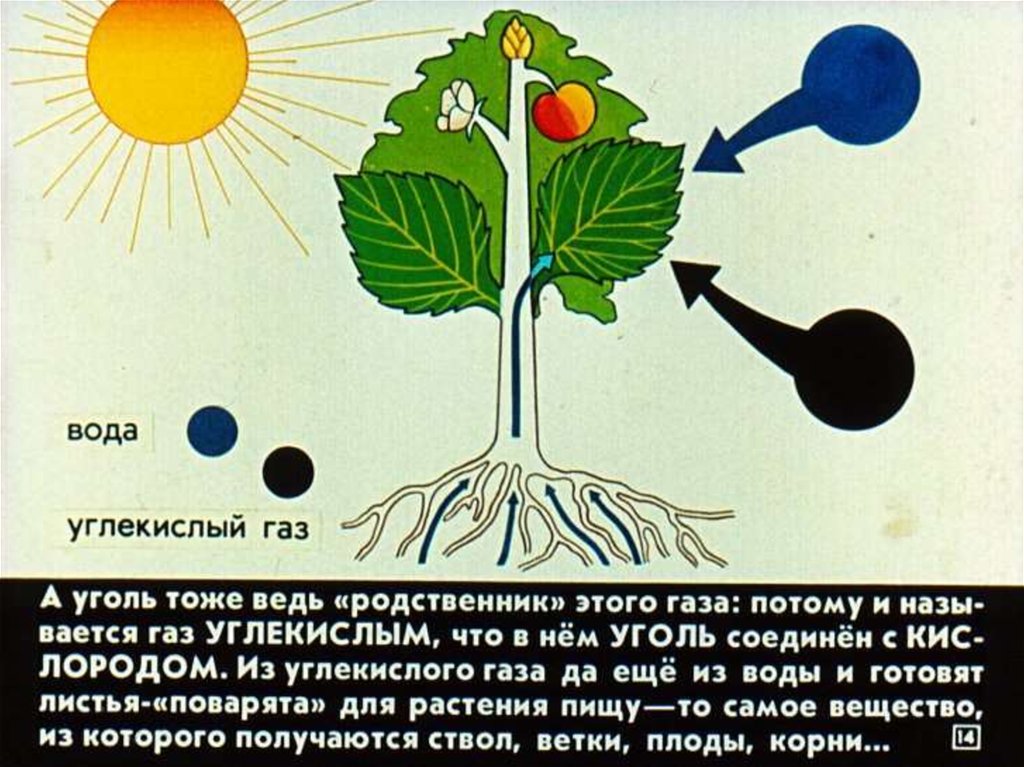 Зачем деревьям листья. Для чего дереву листья. Для чего нужны листья дереву. Углекислый ГАЗ И вода.