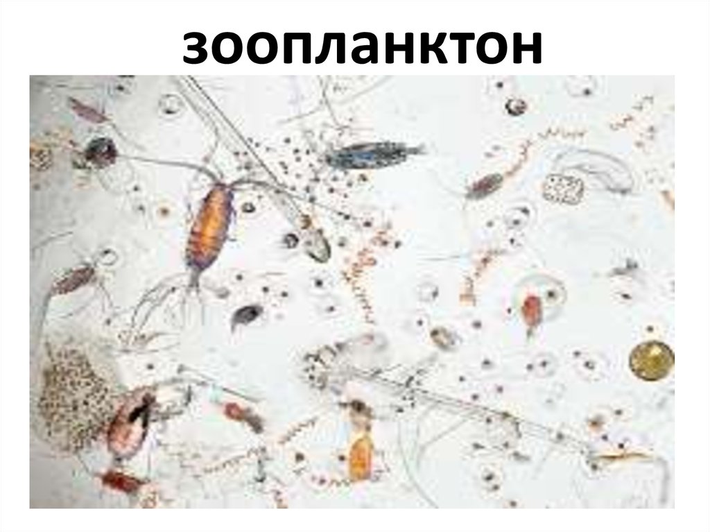 Зоопланктон уровень. Зоотрофный зоопланктон. Зоопланктон строение. Зоопланктон характеристика. Структура зоопланктона- это.