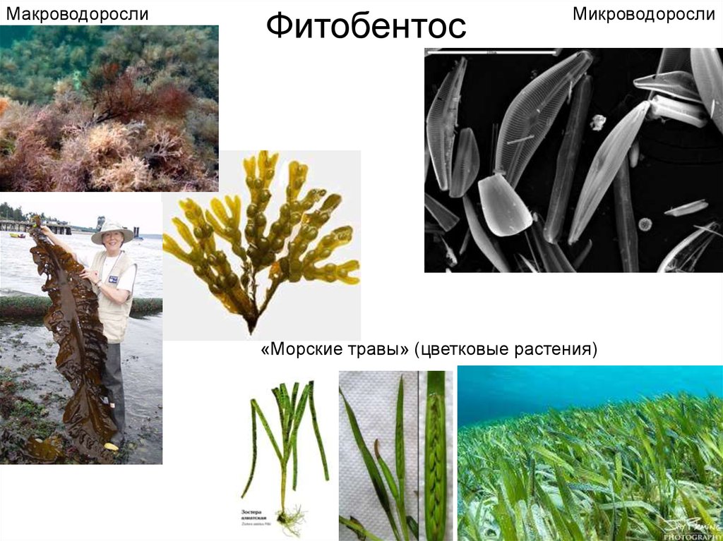 Зоопланктон. Типы зоопланктона - online presentation