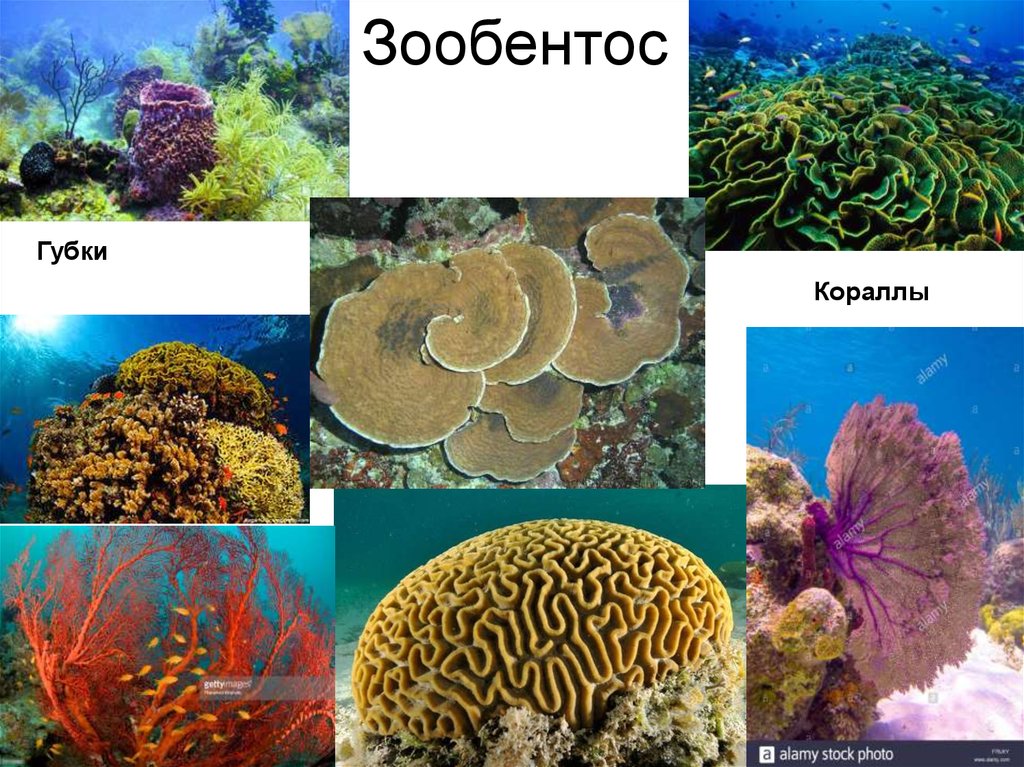 Зоопланктон. Типы зоопланктона - online presentation