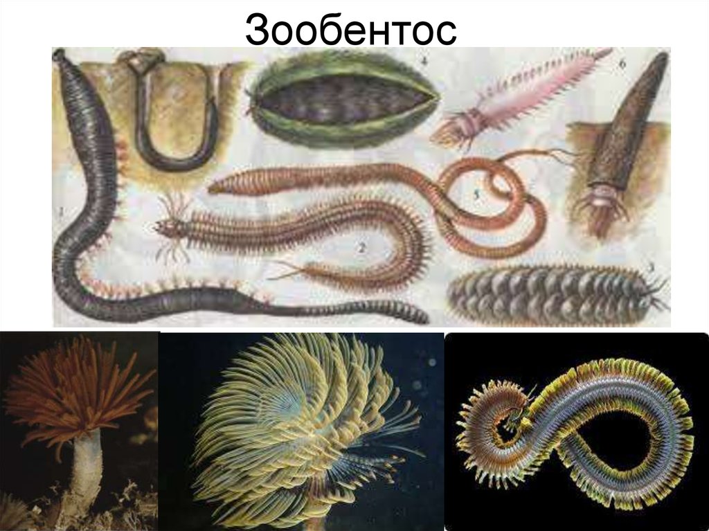 Зоопланктон. Типы зоопланктона - презентация онлайн