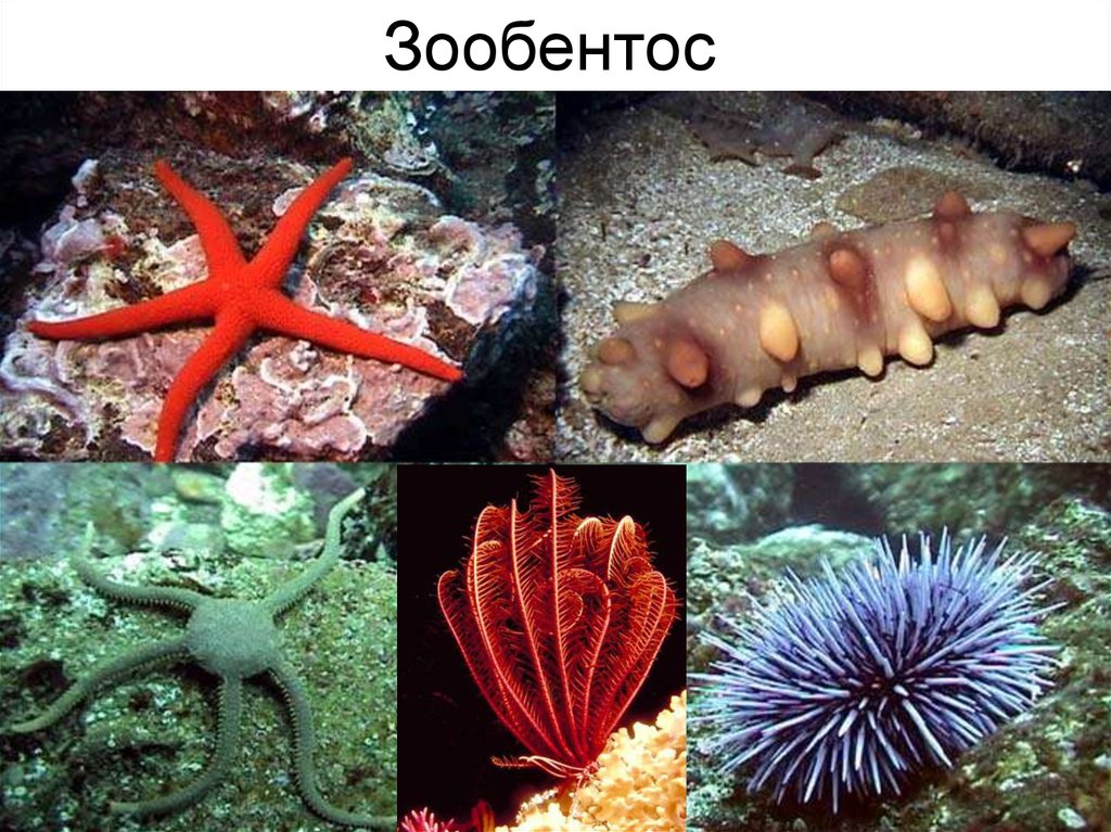 Зоопланктон. Типы зоопланктона - online presentation
