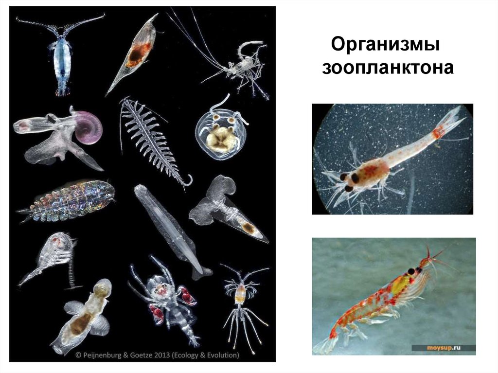 Численность зоопланктона. Зоопланктон и фитопланктон. Зоопланктон примеры названия. Зоопланктон и фитопланктон отличия. Зоопланктон и фитопланктон характеристики.