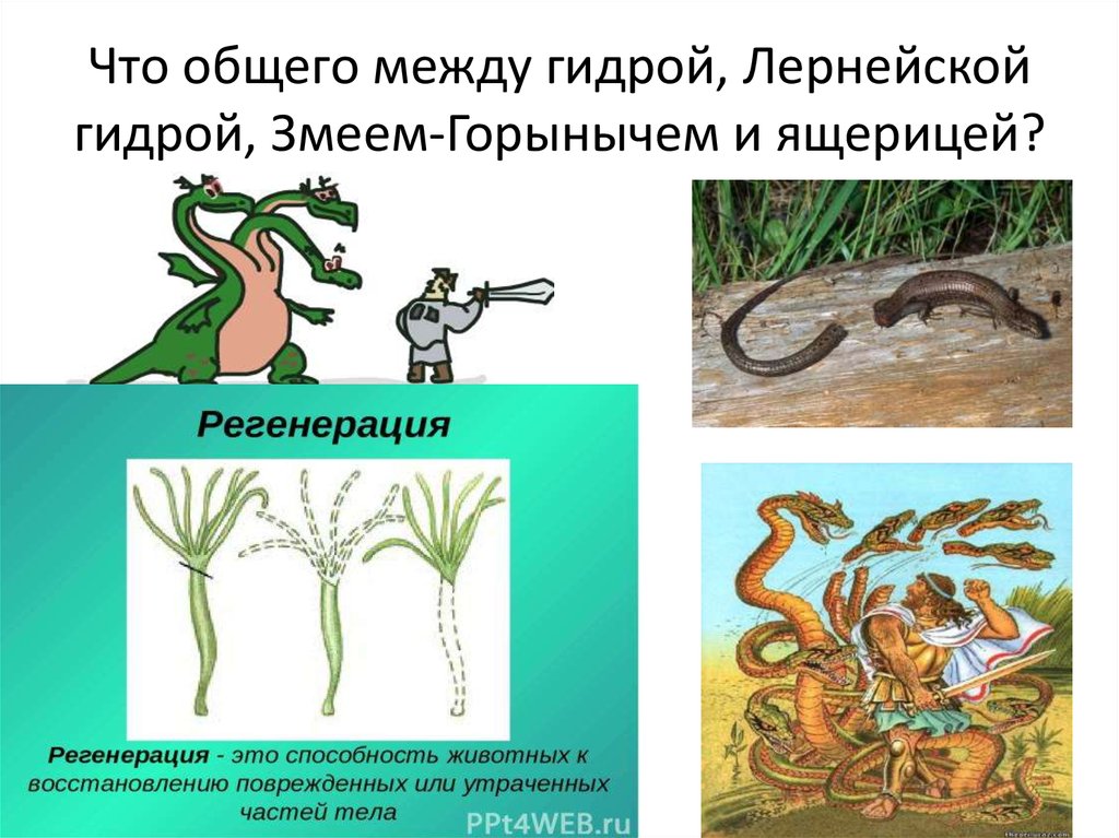 Что общего между ящерицей и медведем. Змей Горыныч против гидры. Регенерация животных. Лернейская гидра сколько голов. Рисунок Лернейская гидра 6 класс.