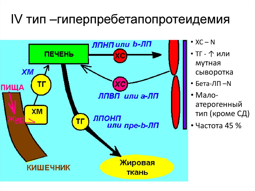 Атерогенный метаболический дисбаланс у женщин