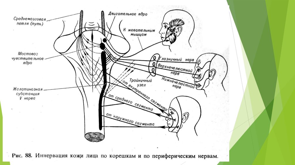 Иннервация лица схема