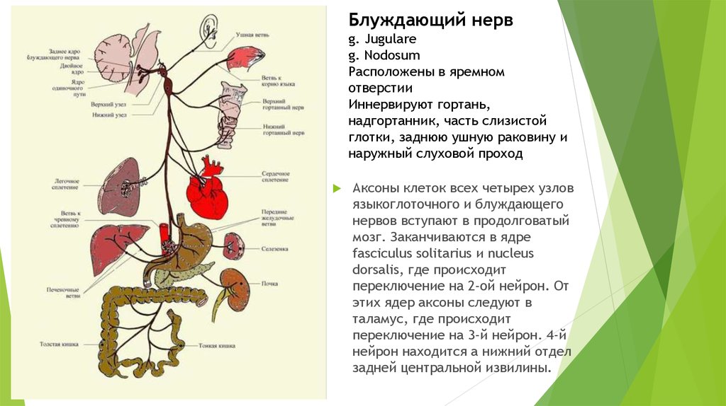 Блуждающий нерв соответствует