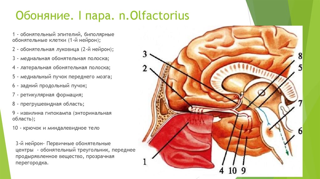 1 нерв обонятельный. Обонятельный тракт анатомия. Обонятельный нерв путь. Обонятельный нерв схема неврология. Обонятельный нерв анатомия схема.