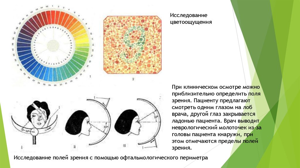 Поля зрения в норме схема