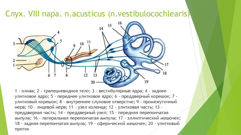 8 пара чмн презентация