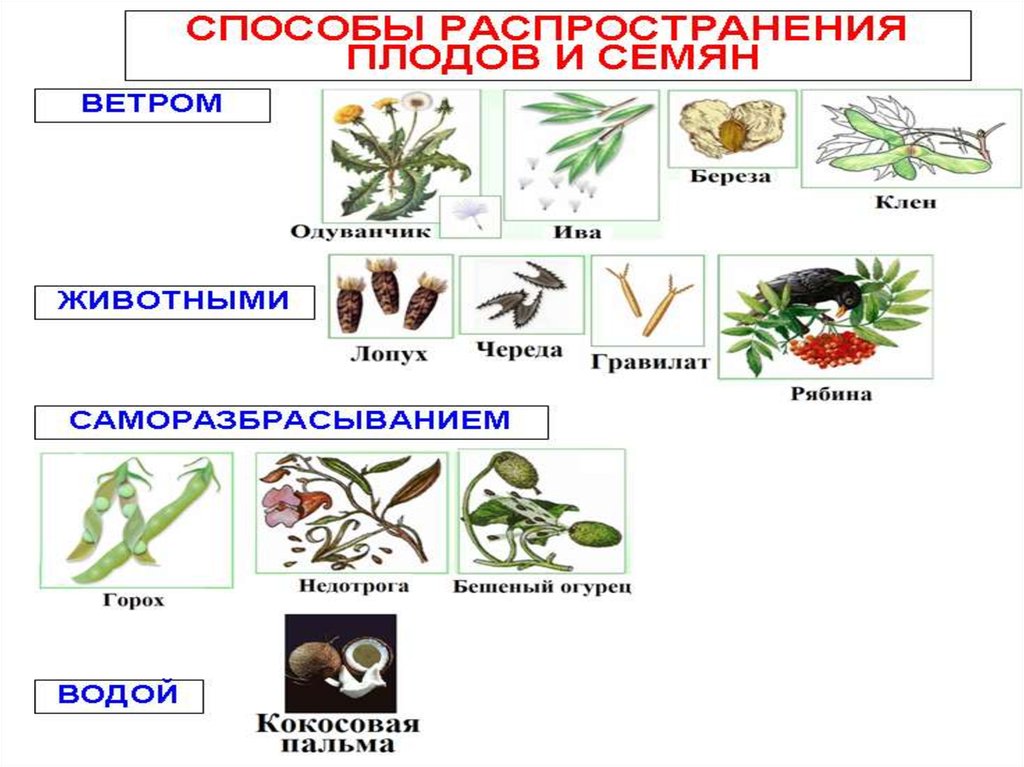 Строение и распространение. Способы распространения плодов 3 класс окружающий мир. Таблица как распространяются семена и плоды. Способы распространения семян. Способы распространения плодов и семян.