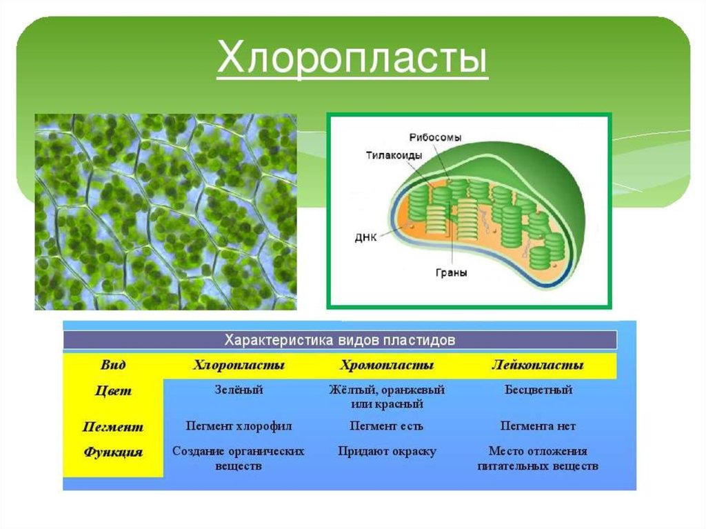 Хлоропласты характерны для ответ. Хлоропласты растительной клетки строение 5 класс биология. Хлоропласты строение и функции 5 класс биология. Хлоропласты строение и функции 5 класс.