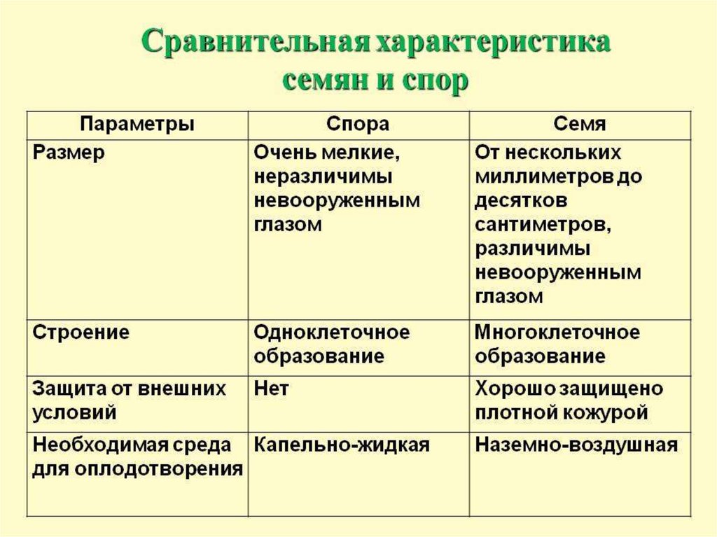 Чем отличаются растения от людей. Сравнение споры и семени. Сравнительная характеристика семени и споры. Сравните строение споры и семени. Различия в строении семени и споры.