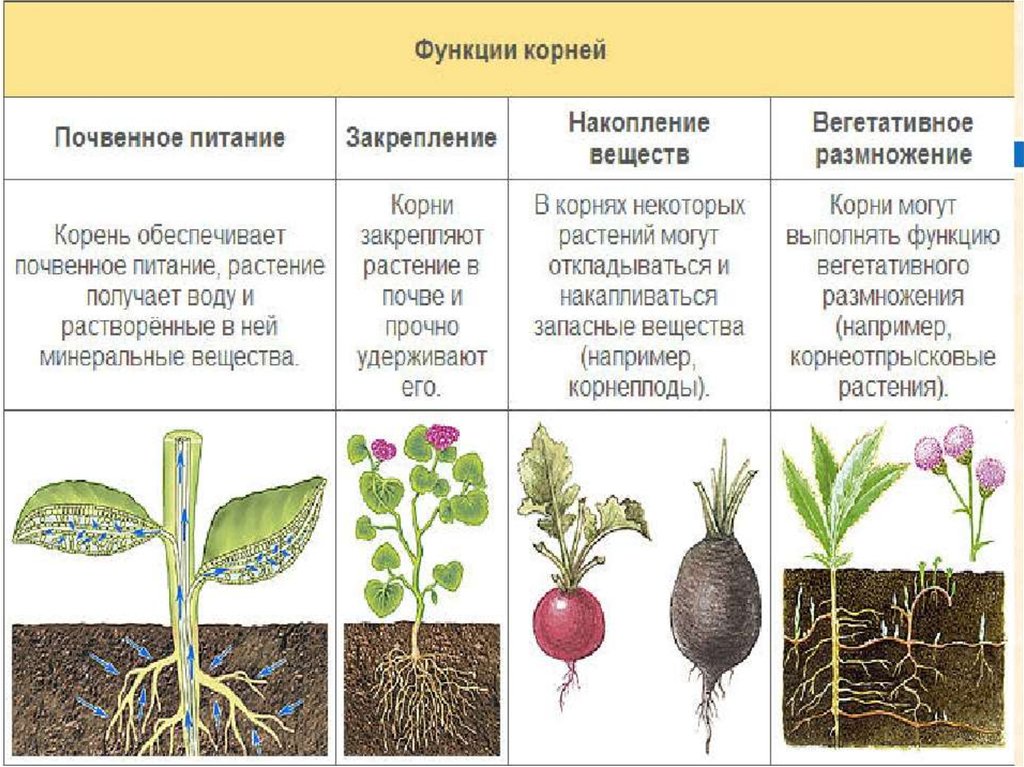 Класс растения корень. Функции корня растений. Функции корней растений 6 класс. Назовите функции корня. Корень выполняет функцию.