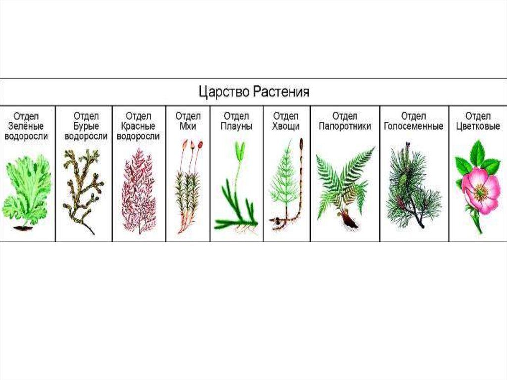 К какой группе относятся изображенные растения. На какой картинке изображен мох.