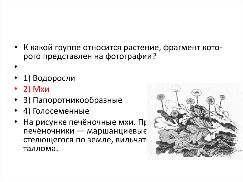 Какие растения относят к группе водорослей. К какой группе относятся растения. К какой группе относится растение фрагмент которого представлен. К какой группе относится мох. К какой группе относятся водоросли.