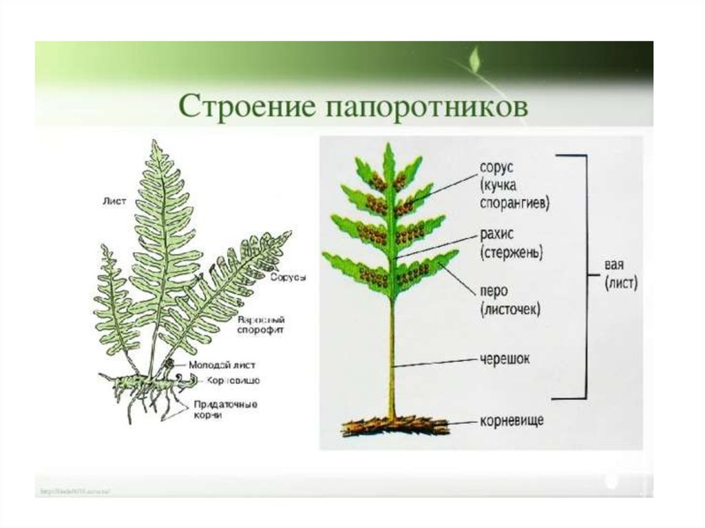 Тип стебля папоротника