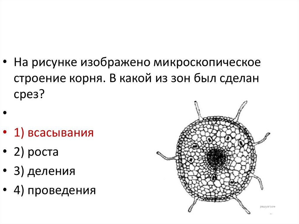 На рисунке изображен представитель отдела