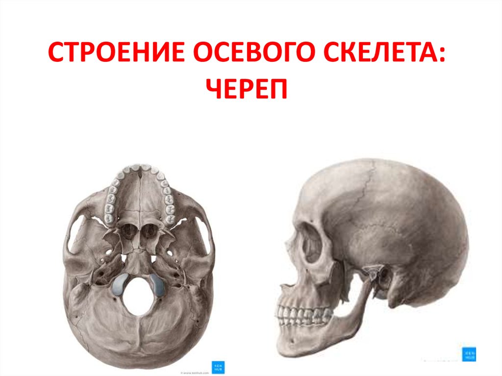 Скелет черепа биология. Осевой череп. Осевой скелет череп. Строение осевого скелета череп. Осевой скелет у черепных.