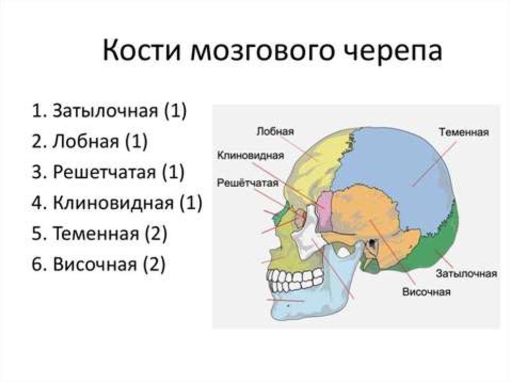 Анатомия костей мозгового отдела