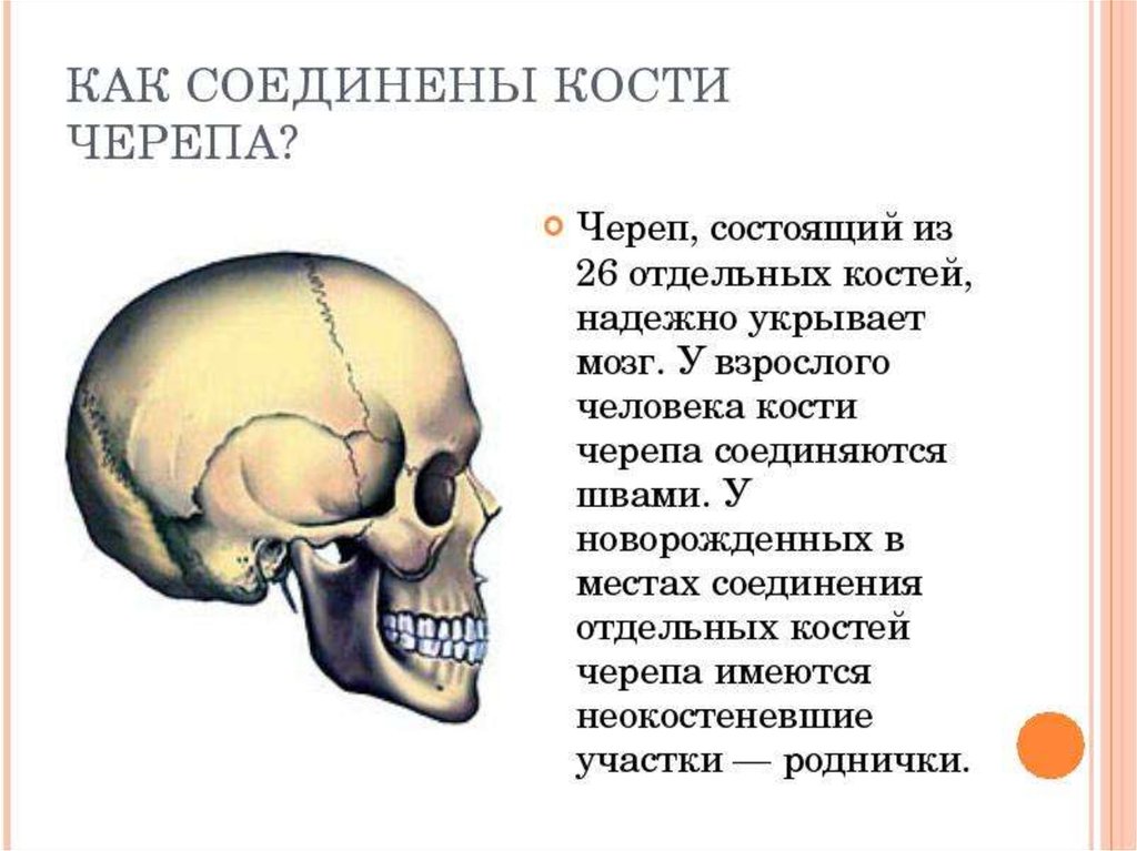 Лобная отдел скелета