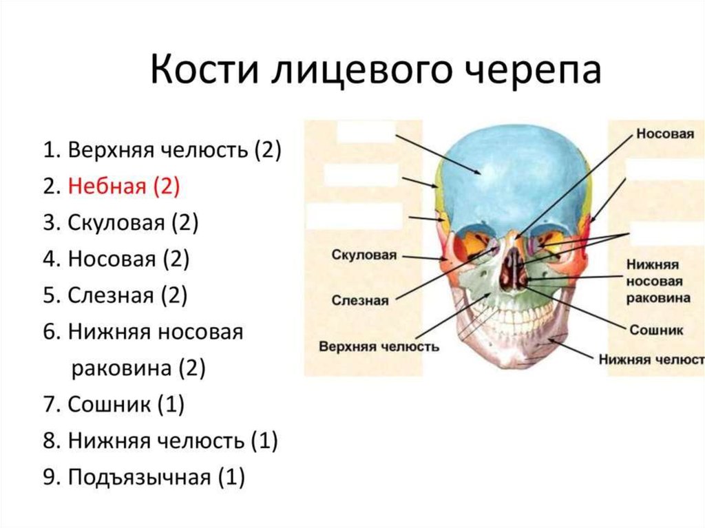 Череп анатомия презентация