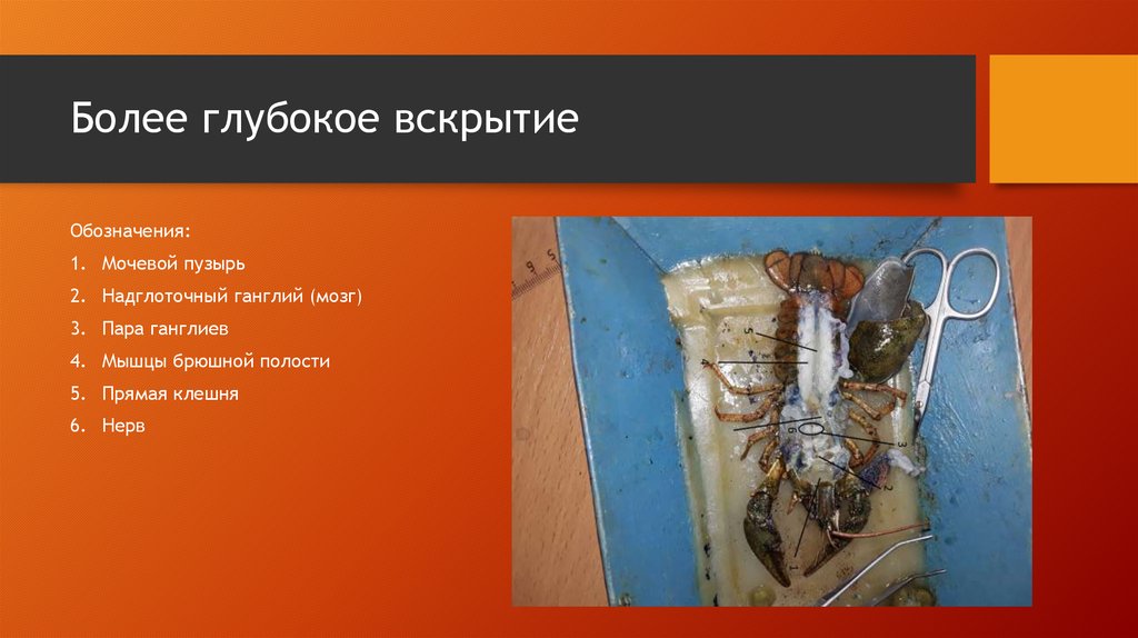 Более глубокое вскрытие