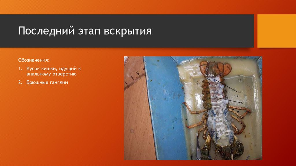 Последний этап вскрытия