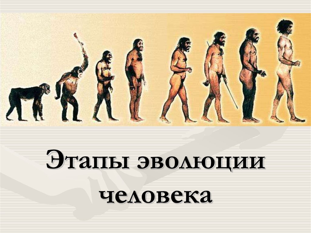 Составить схему основные этапы эволюции человека от дриопитека до человека разумного