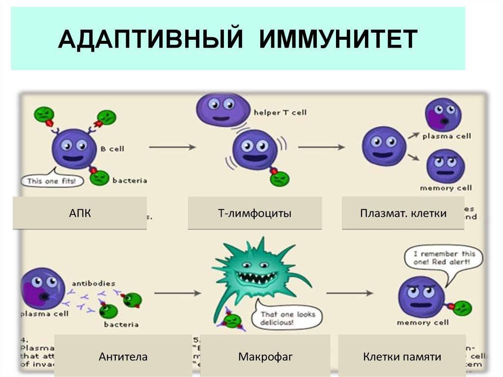 Макрофаги иммунный ответ
