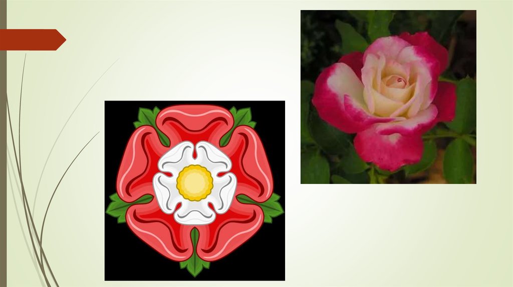 Символ великобритании 5. Национальный символ Англии. Символ Англии цветок. Национальные символы Великобритании.