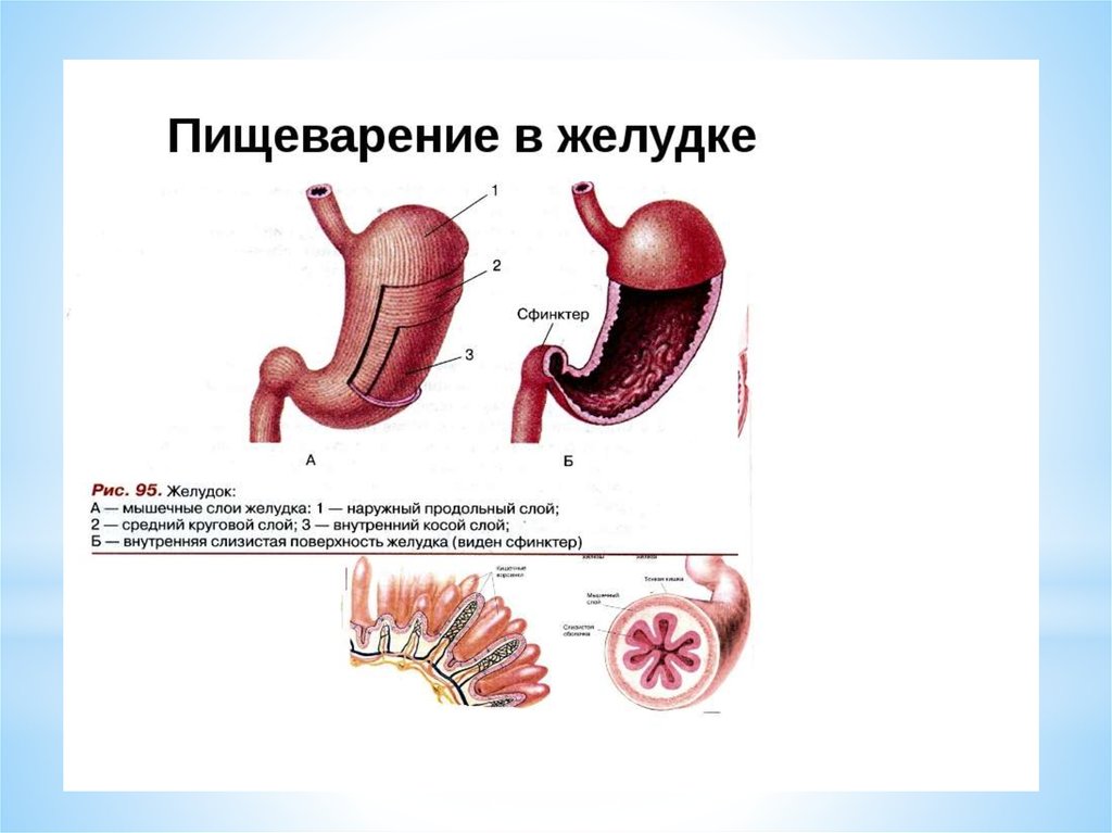 Схема пищеварения в желудке