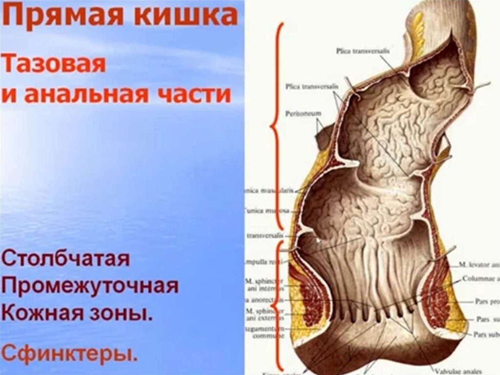 Отделы прямой кишки. Тазовая часть прямой кишки. Тазовый отдел прямой кишки.