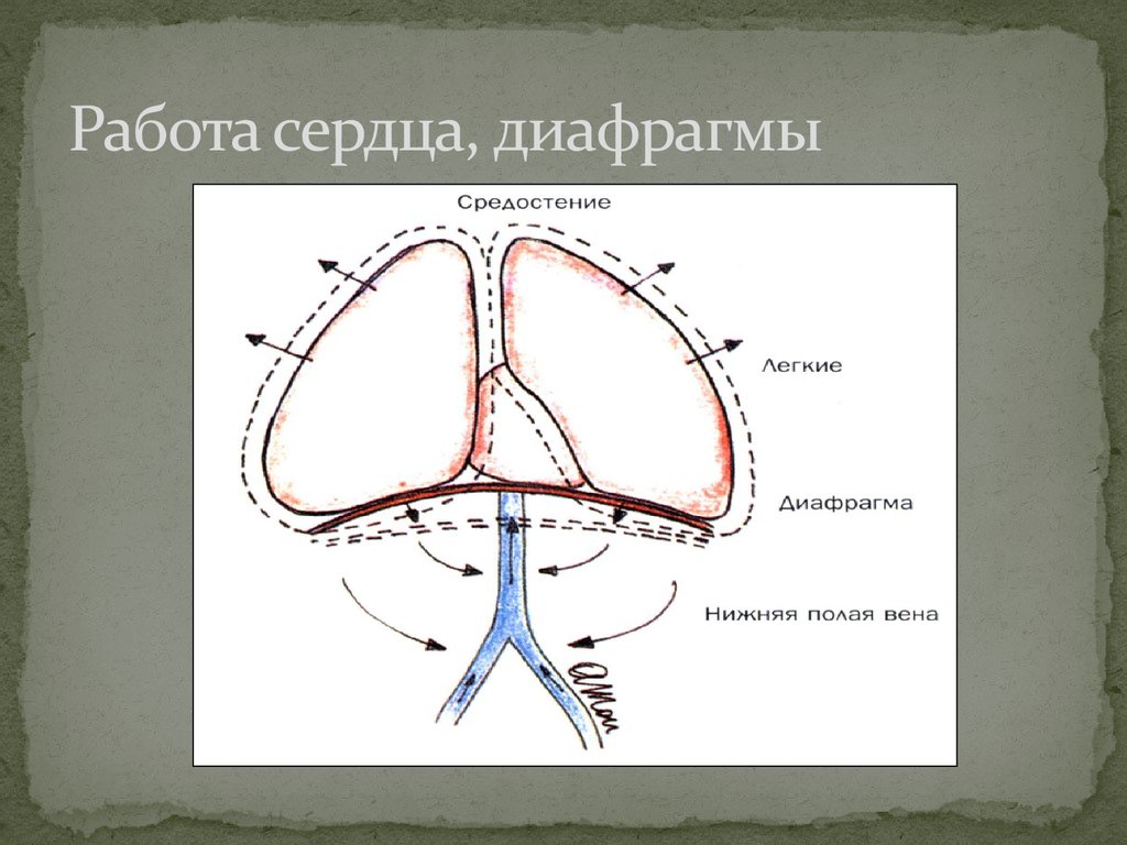 Давление в диафрагме. Нижняя полая Вена и диафрагма. Сердечное вдавление на диафрагме.