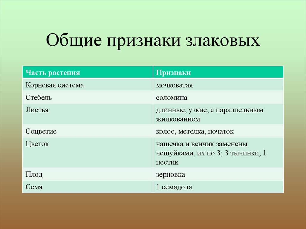 Используя материал учебника рисунки или гербарные материалы перечислите основные признаки злаковых