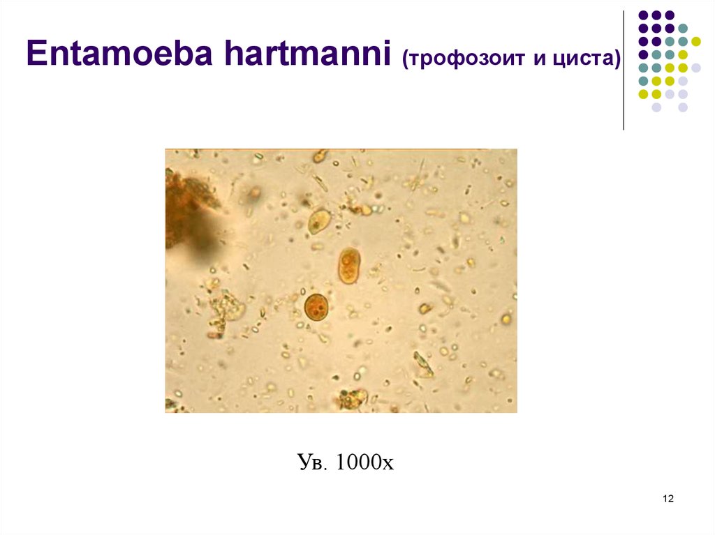Entamoeba coli в кале. Entamoeba Hartmanni цисты. Entamoeba coli циста.