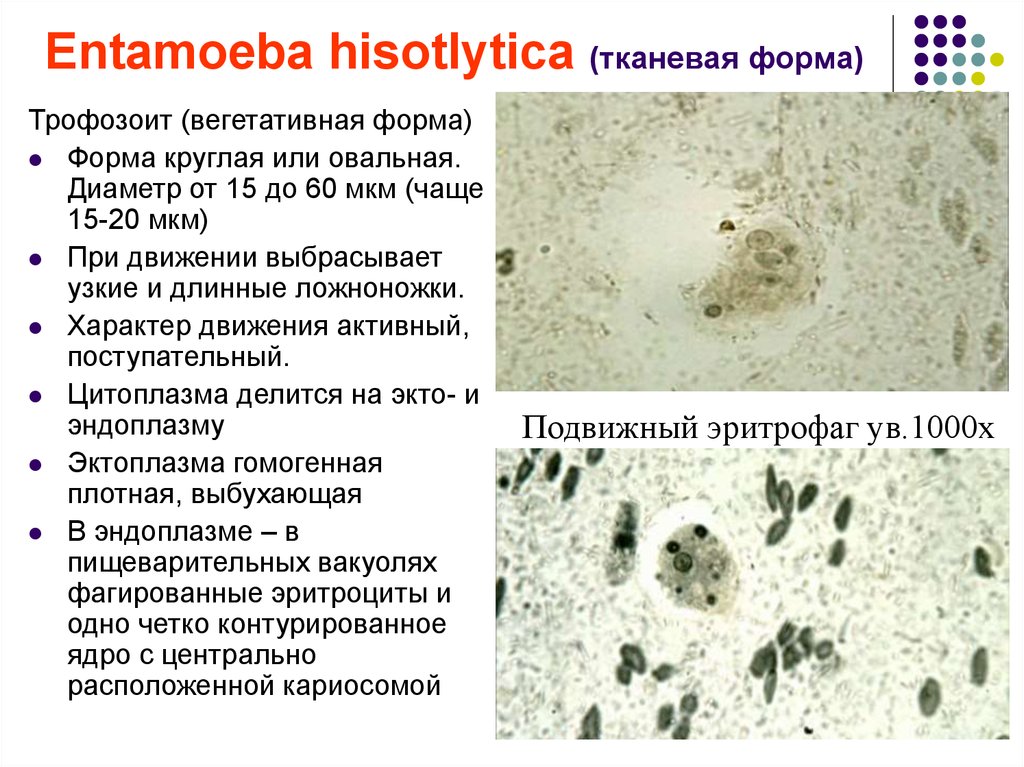 Entamoeba coli в кале. Entamoeba histolytica тканевая форма. Entamoeba histolytica систематика. Вегетативная форма трофозоит. Мелкая вегетативная форма трофозоит.