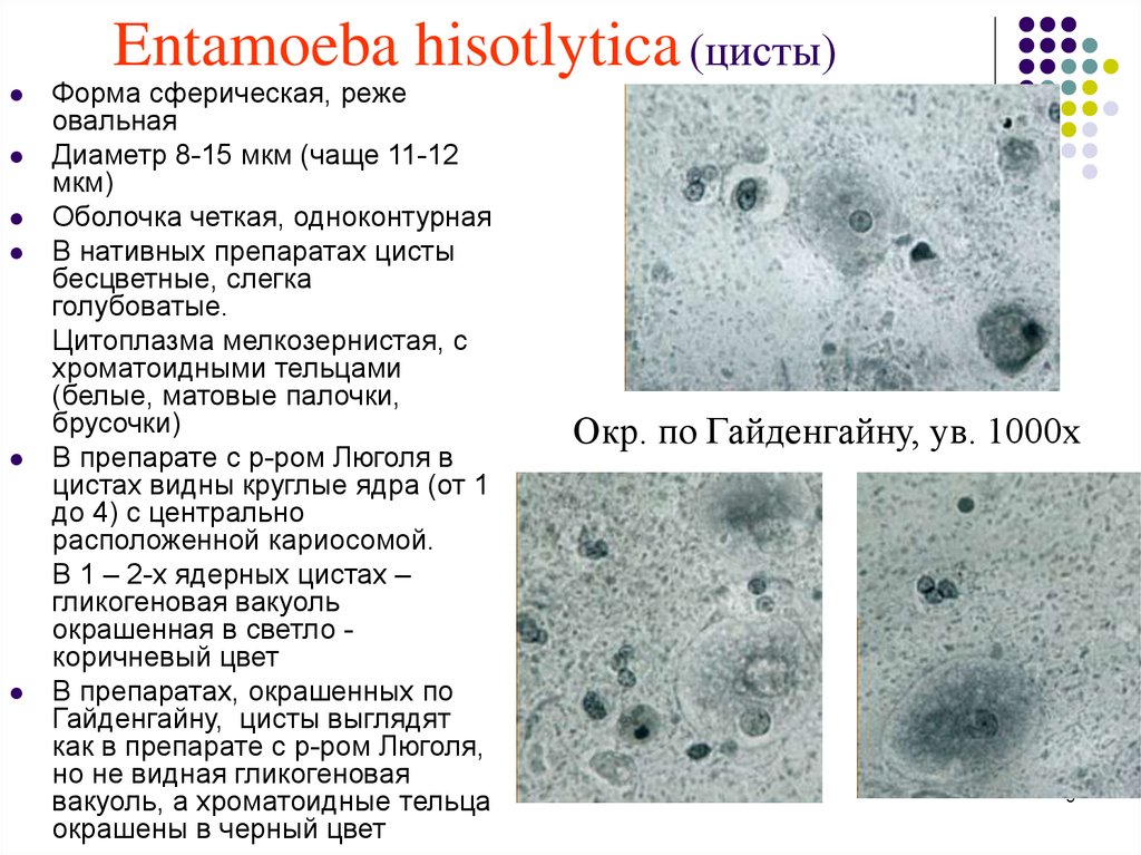 Какое значение в жизни простейших имеют цисты. Entamoeba histolytica циста. Цисты Entamoeba. Entamoeba Hartmanni цисты. Хроматоидные тельца.