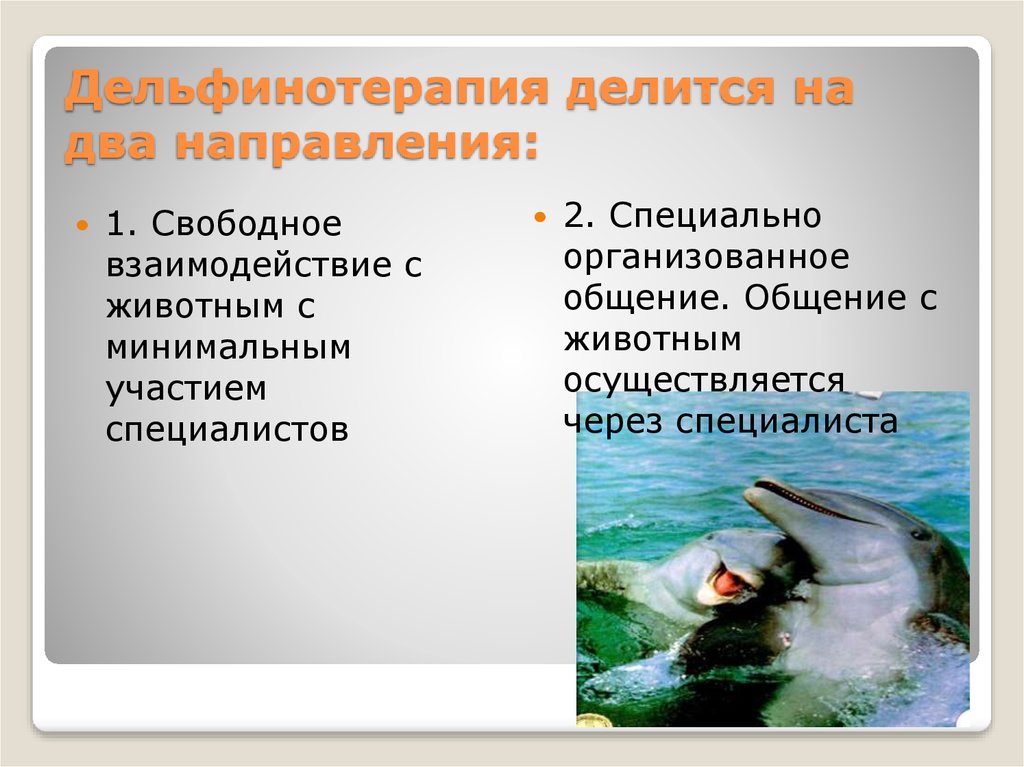 Дельфинотерапия делится на два направления: